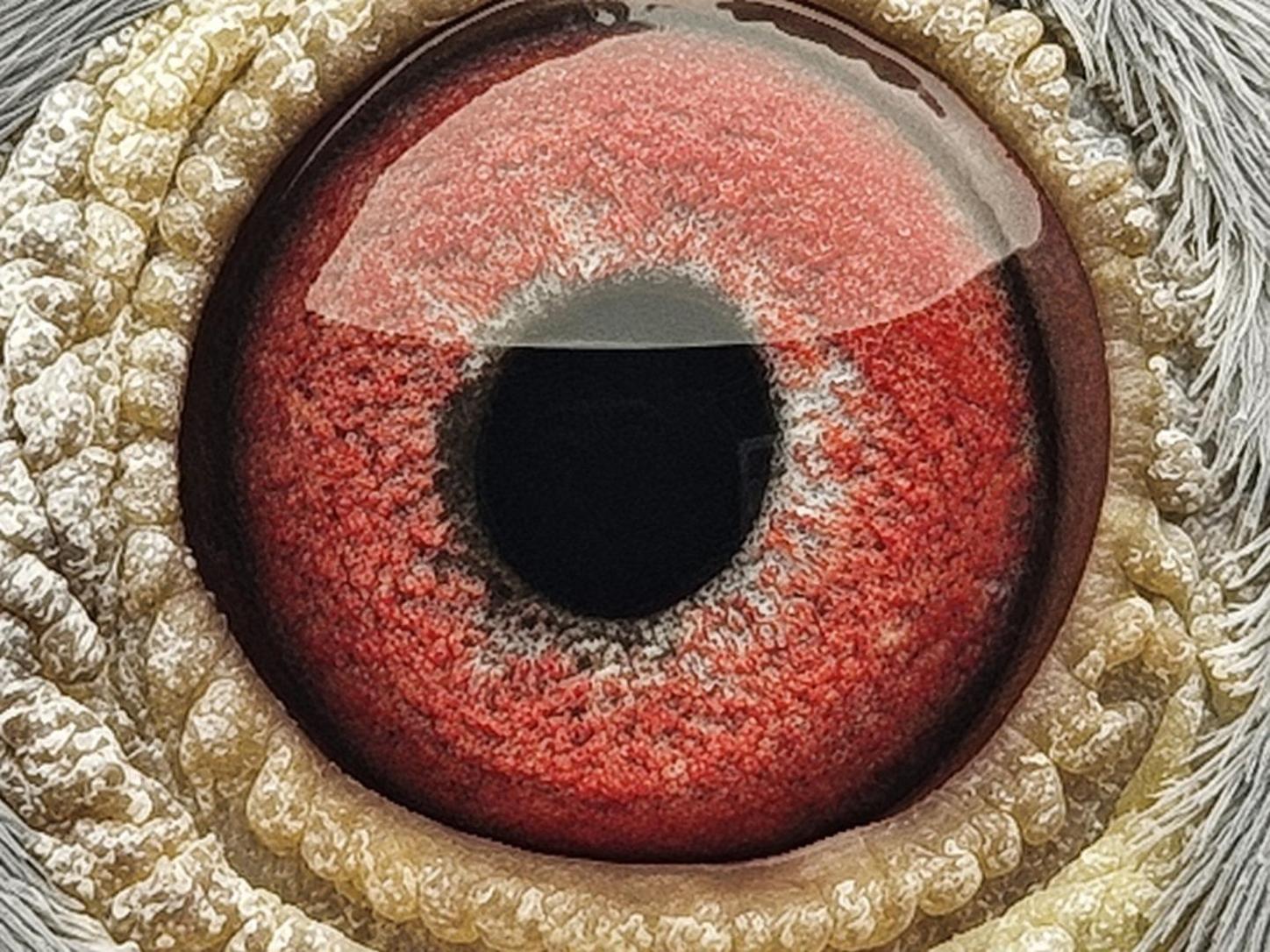 Pigeon eye